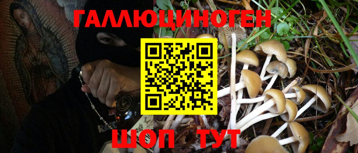 Псилоцибиновые грибы Cubensis Сокол